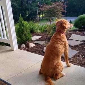 Meet your Posher, Dee dee